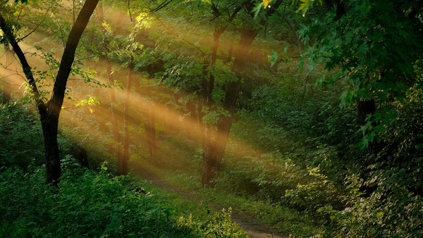 Sentiero nel bosco con luce filtrata tra gli alberi